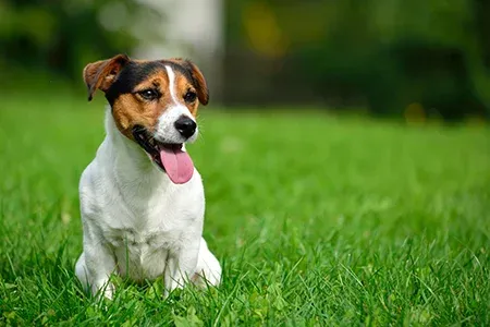 dog playing on healthy green grass