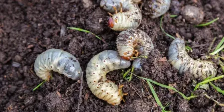 grubs in soil