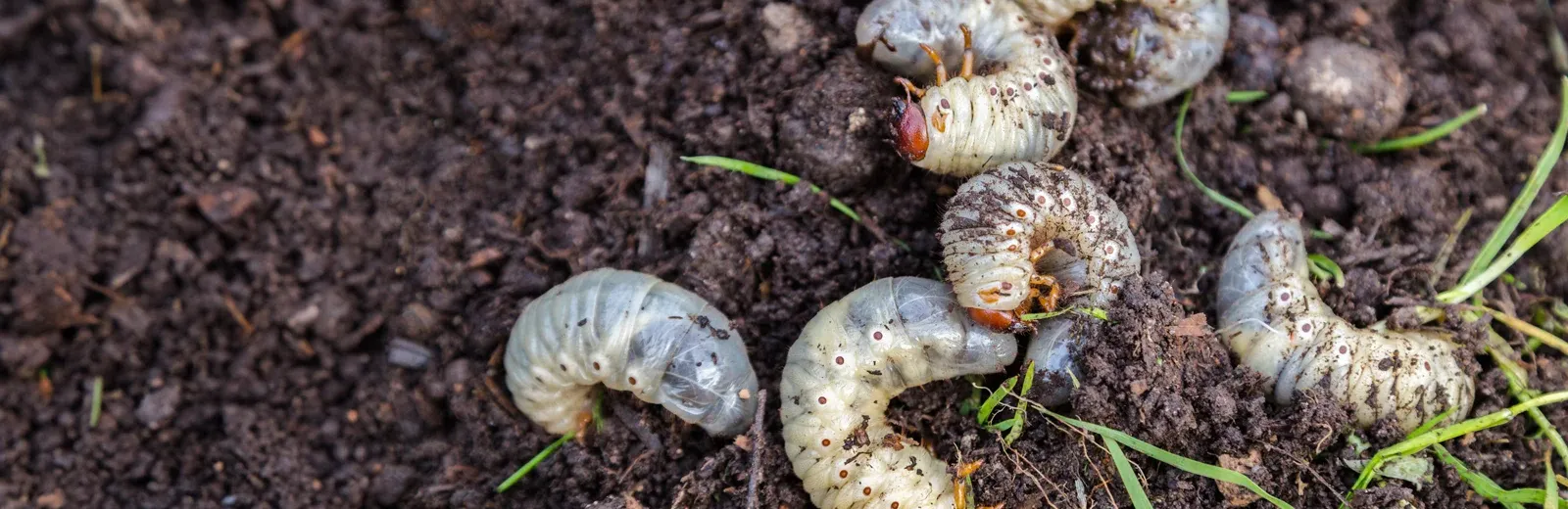 grubs in the soil