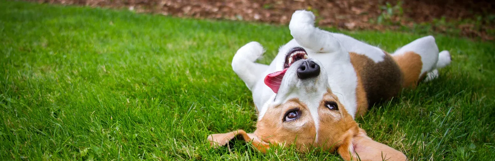 dog rolling on grass outside