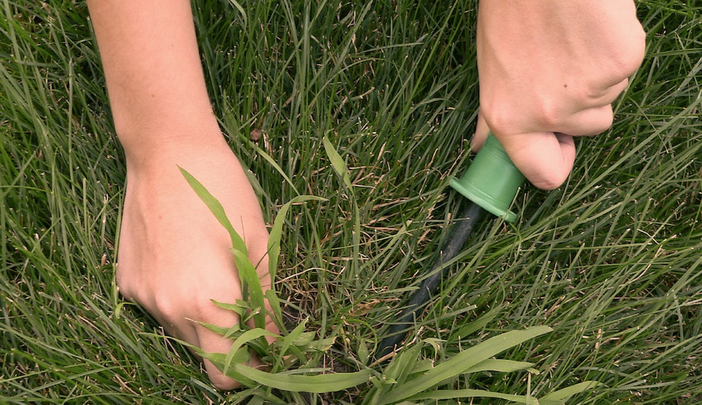 How to Prevent and Treat Weeds in Your Lawn